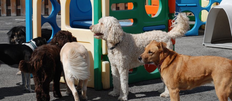 Doggie Day Care - Pack of Dogs on Playground