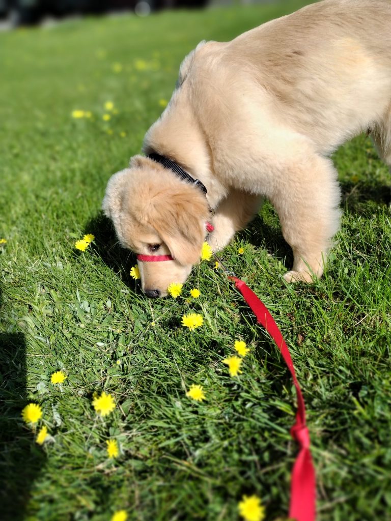 one puppy smelling the grass while on a gentle leader during enrichment daycare on The Dog Blog