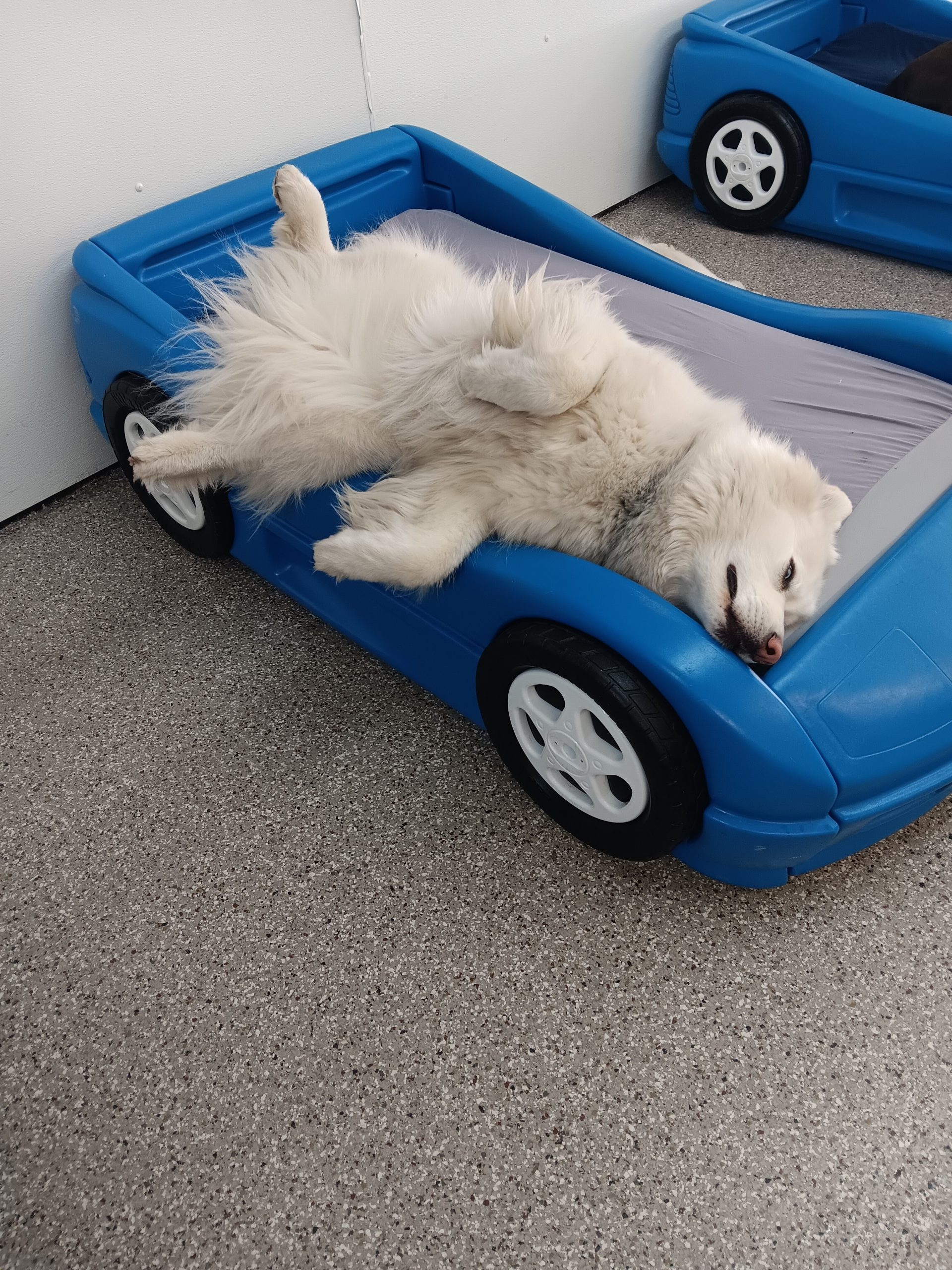 one husky dog sleeping on a toddler bed on The Dog Blog