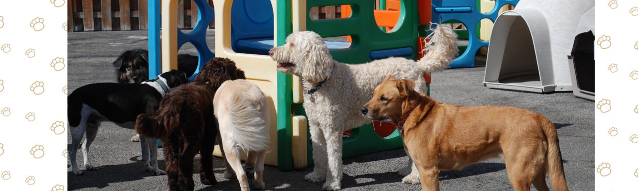 Doggie Day Care - Pack of Dogs on Playground