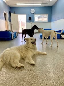 husky with an open mouth at dog daycare
