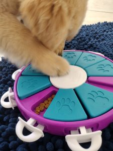 a dog playing with a puzzle toy at dog enrichment daycare
