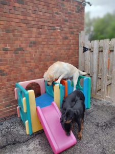 dogs climbing on the play cubes at dog daycare