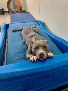 dog laying on car bed for overnight boarding