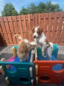 dogs playing on the playcube at dog daycare