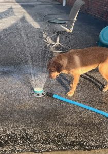 labrador retriever dog playing in the sprinkler during dog daycare