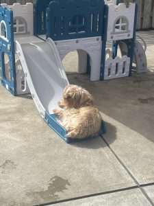 dog sunning on the bottom of the slide at dog daycare