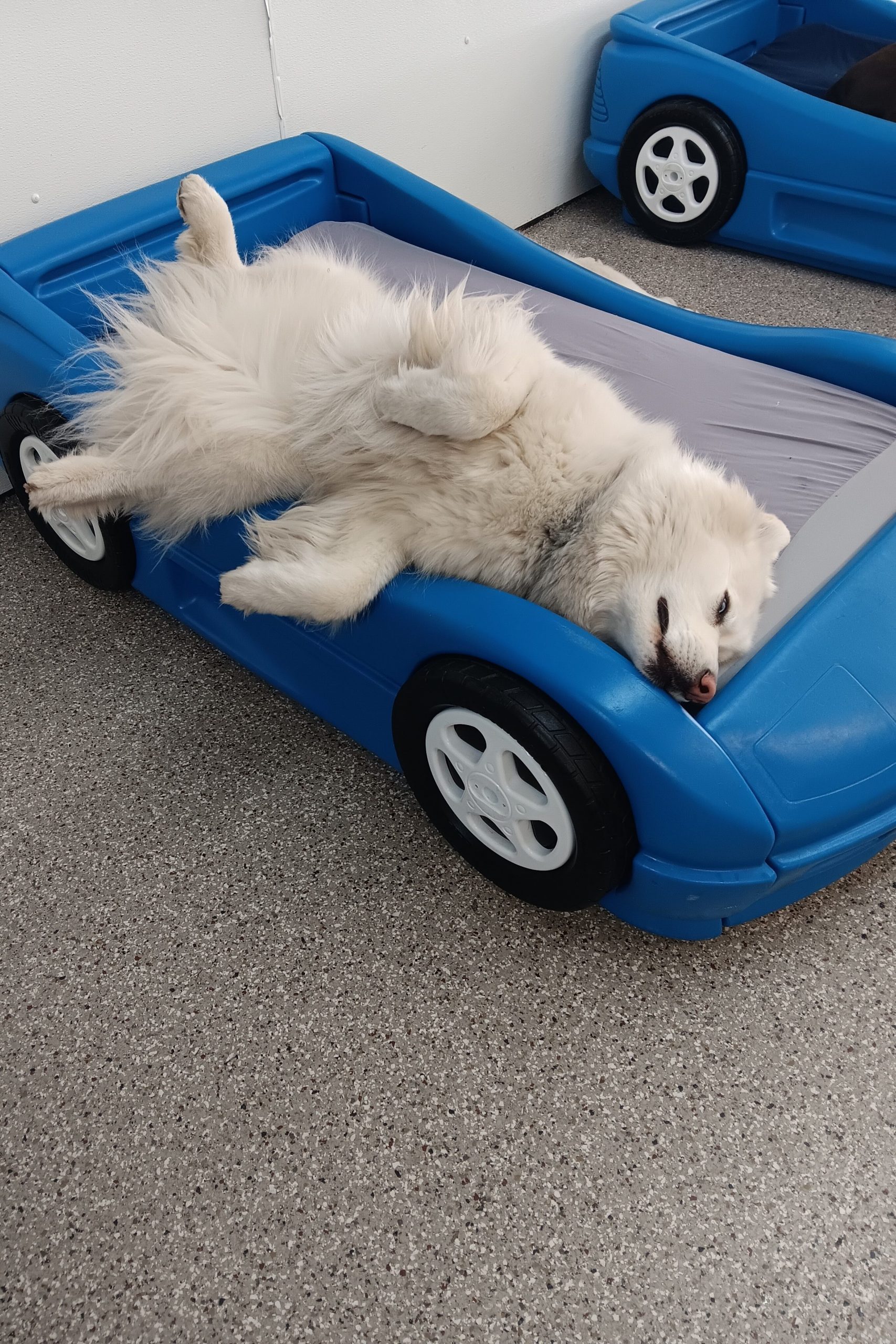 Let sleeping dogs sleep